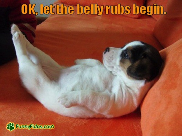 puppy belly 14 dogs who demand a belly rub now puppy belly 14 dogs who demand a belly rub now