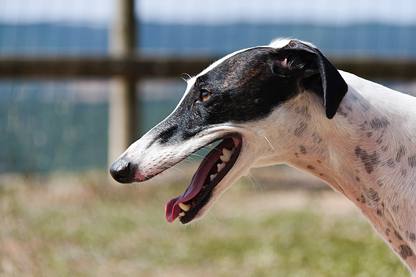 Greyhound Attack Small Dog Greyhound Attack Small Dog