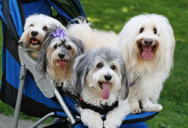 havanese from cuba get to the havanese the cutie from cuba havanese from cuba get to the havanese the cutie from cuba