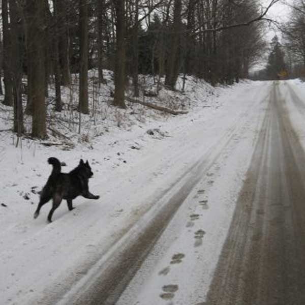 Adopted a Dog with Severe Separation Anxiety