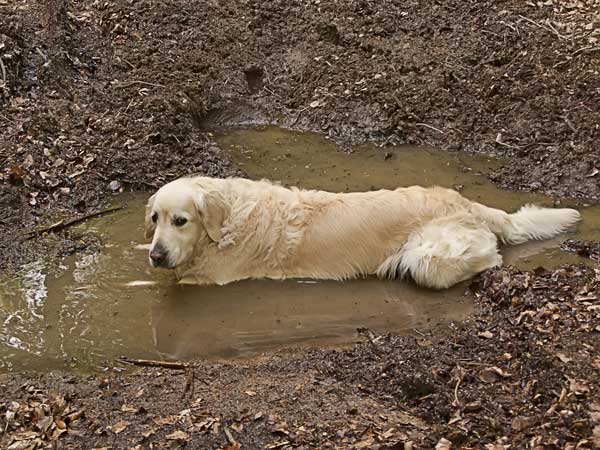 Image result for dog roll on mud