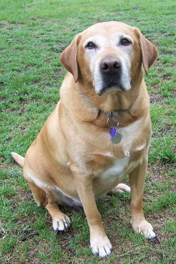 Trading post dogs for adoption
