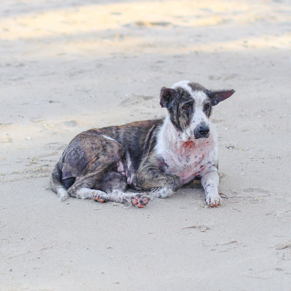 Mange in Dogs: Let's Talk Causes and Treatments