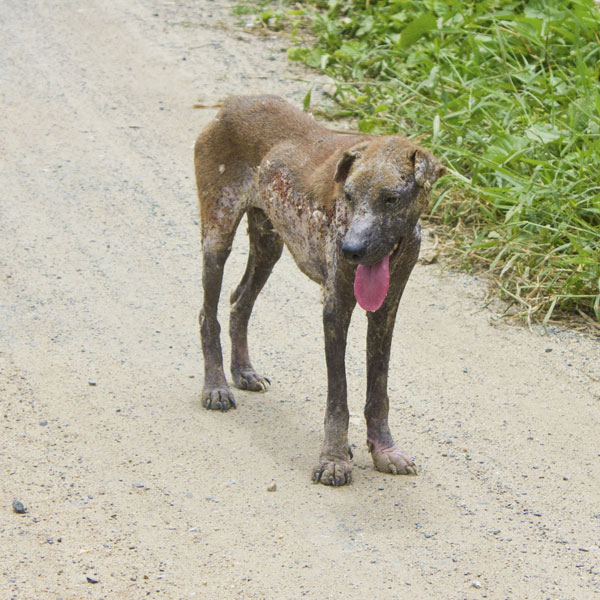 Sarcoptic Mange in Dogs - Symptoms & Treatment | petMD