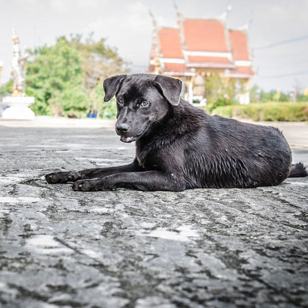 what causes mange in dogs mange in dogs let s talk causes and treatments what causes mange in dogs mange in dogs let s talk causes and treatments