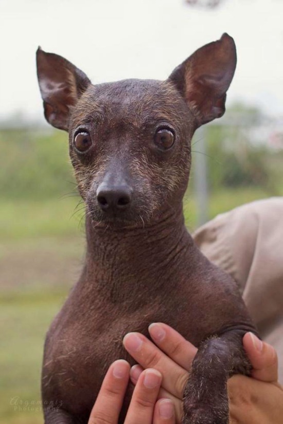 A New Rescue Group Aims to Help the Rare Xoloitzcuintli Breed