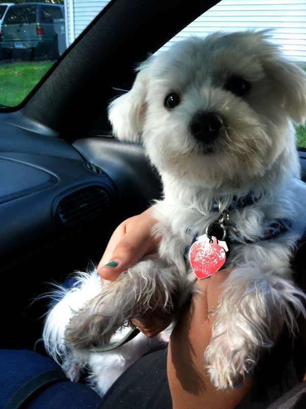 I Backed Out of Getting a Microchip for My Dog dog health microchip judgmental vet tech backed out
