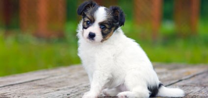 pictures of papillon puppies these papillon puppy pictures will help you through the day pictures of papillon puppies these papillon puppy pictures will help you through the day