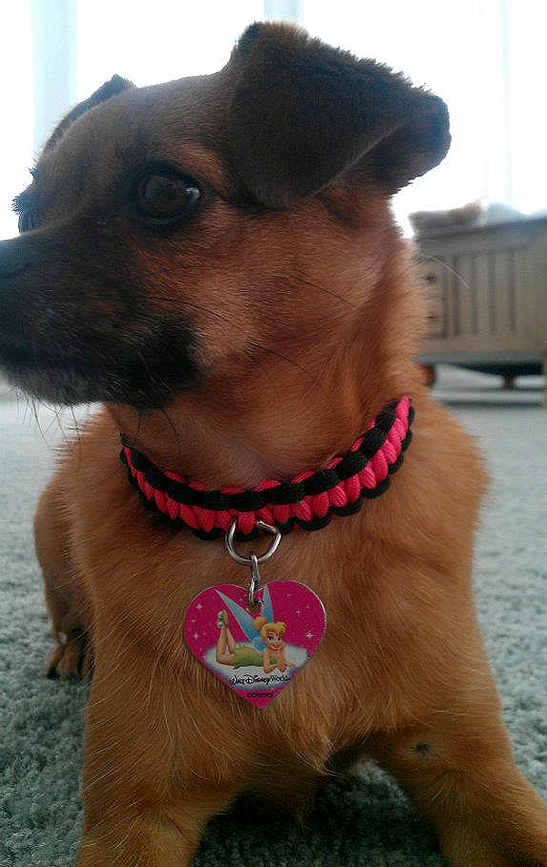 How To Make A Paracord Dog Collar With One Color How To Make A Paracord Dog Collar With One Color