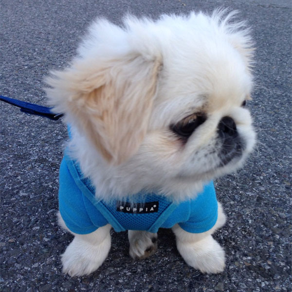 pekingese puppies and now a parade of pekingese puppies pekingese puppies and now a parade of pekingese puppies