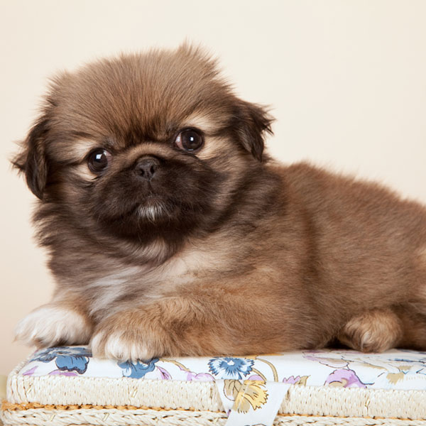 pictures of pekingese puppies brown pekingese puppies www pixshark images pictures of pekingese puppies brown pekingese puppies www pixshark images