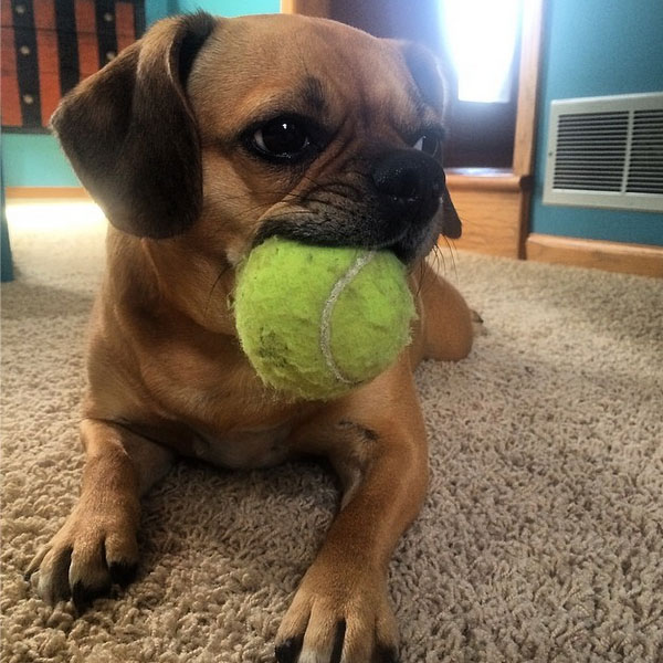 when can puppies get their get mixed up with these precious puggle puppy pictures when can puppies get their get mixed up with these precious puggle puppy pictures