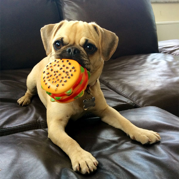 stuffed puggle dog