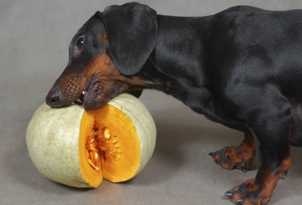 what does pumpkin do for dogs can a vegetarian diet meet your s needs what does pumpkin do for dogs can a vegetarian diet meet your s needs