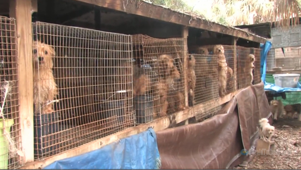 usda puppy mills look out puppy mills new usda regulations apply to you usda puppy mills look out puppy mills new usda regulations apply to you