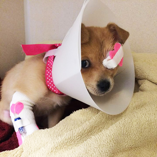 eye patch for dogs foxy the puppy has the cutest eyepatch we ve seen eye patch for dogs foxy the puppy has the cutest eyepatch we ve seen