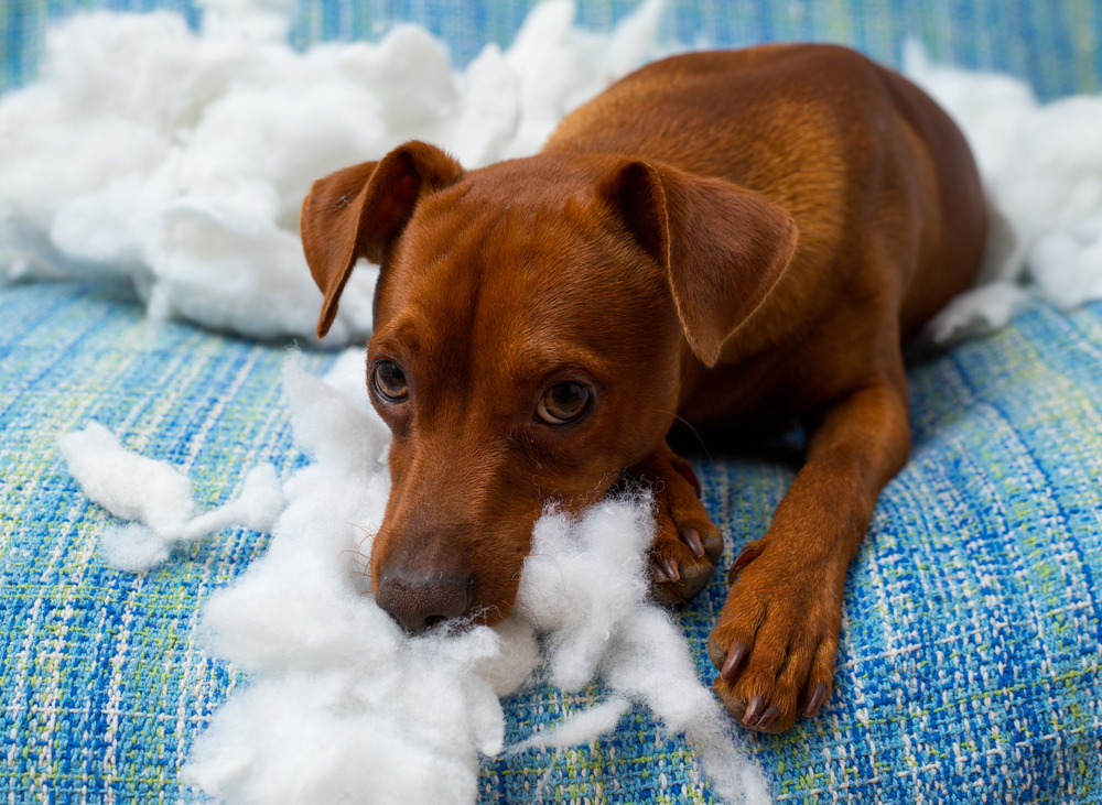 what does it when you about dogs what does it when your gives you the guilty look quot what does it when you about dogs what does it when your gives you the guilty look quot