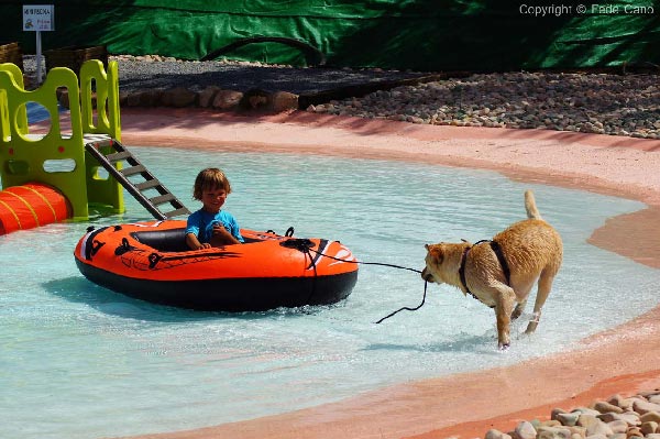 Small Dogs That Can Swim Small Dogs That Can Swim