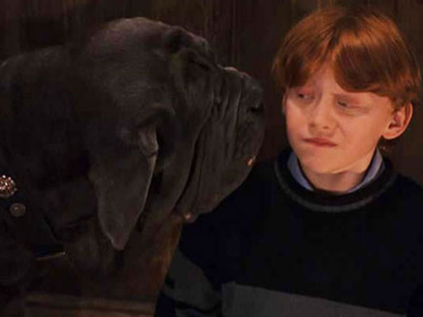 hagrid s dogs name the 10 best names from the quot harry potter quot universe hagrid s dogs name the 10 best names from the quot harry potter quot universe