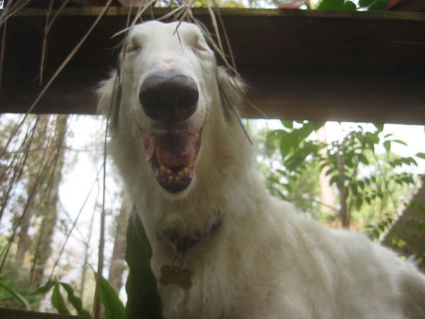 A dog in a trance.