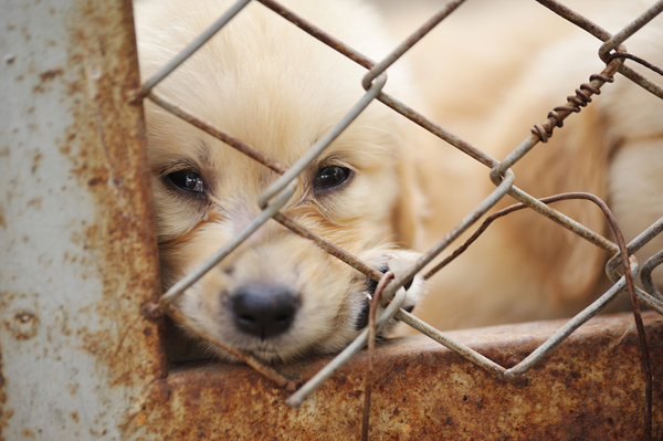 usda puppy mills look out puppy mills new usda regulations apply to you usda puppy mills look out puppy mills new usda regulations apply to you