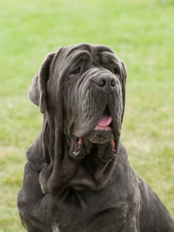 harry s dogs related keywords suggestions for harry potter harry s dogs related keywords suggestions for harry potter