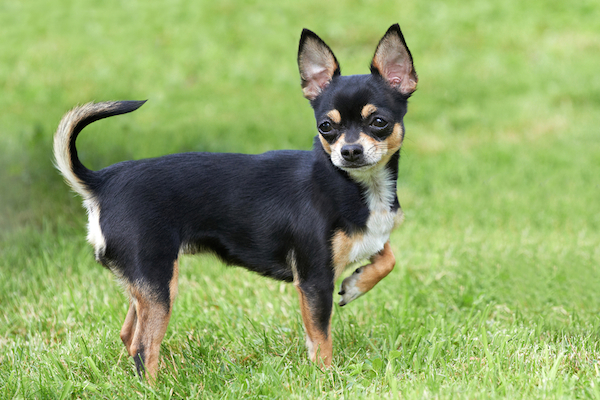 A Chihuahua outside in a field.