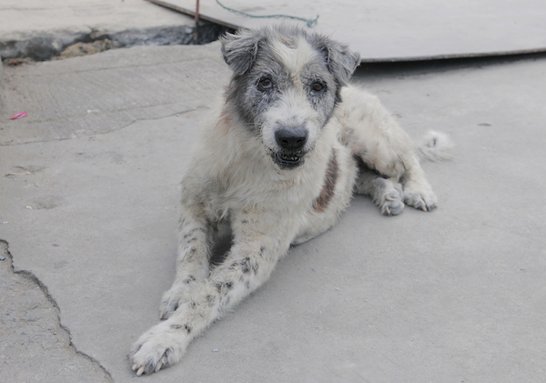  & Treatment | Canna-Pet®