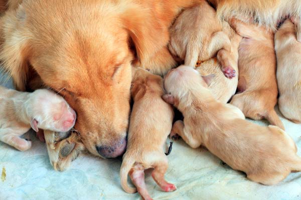 Newborn Golden Retriever puppies with their mom.