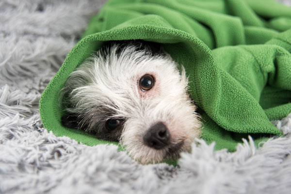 A sick white dog wrapped in a green blanket.
