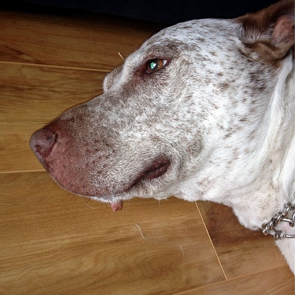 Can A Dog Scratch Cause Skin Cancer Can A Dog Scratch Cause Skin Cancer
