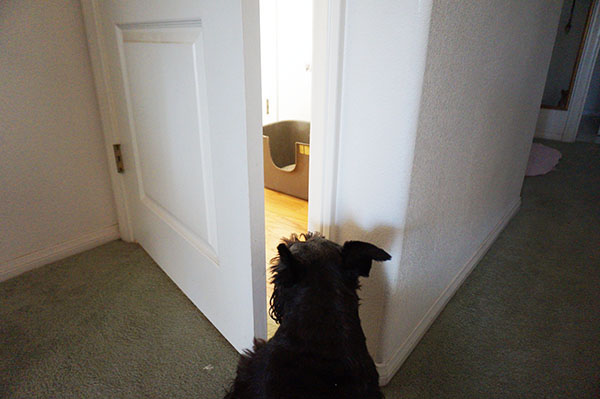 My Dog Eats Cat Poop From Litter Box My Dog Eats Cat Poop From Litter Box