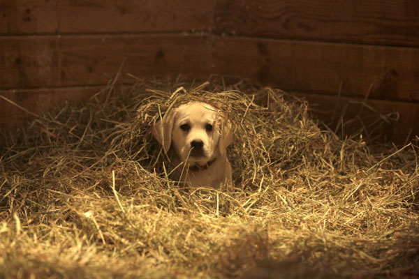Budweiser Commercial Dog Gets Beer Budweiser Commercial Dog Gets Beer