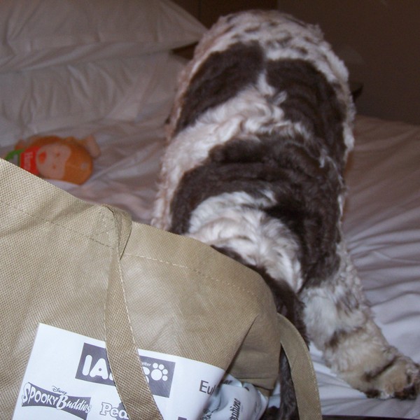 6 People Products That Are Harmful to Dogs people products harmful to dogs dog health