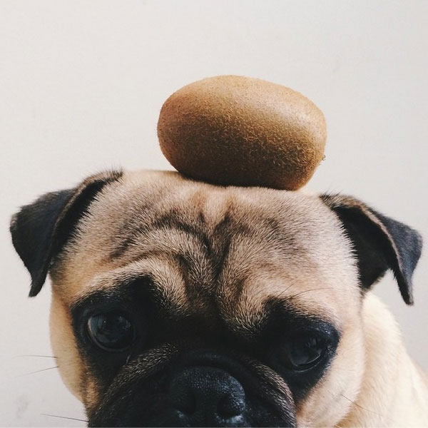 A pug with a kiwi on his head. (Photo by boris_the_instapug on Instagram)