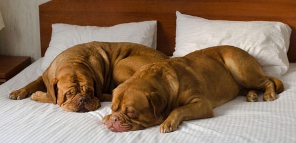 motels that allow dogs 14 friendly hotels and motels to stay at this season motels that allow dogs 14 friendly hotels and motels to stay at this season