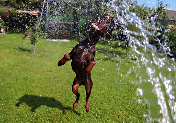 A dog runs around in water. 