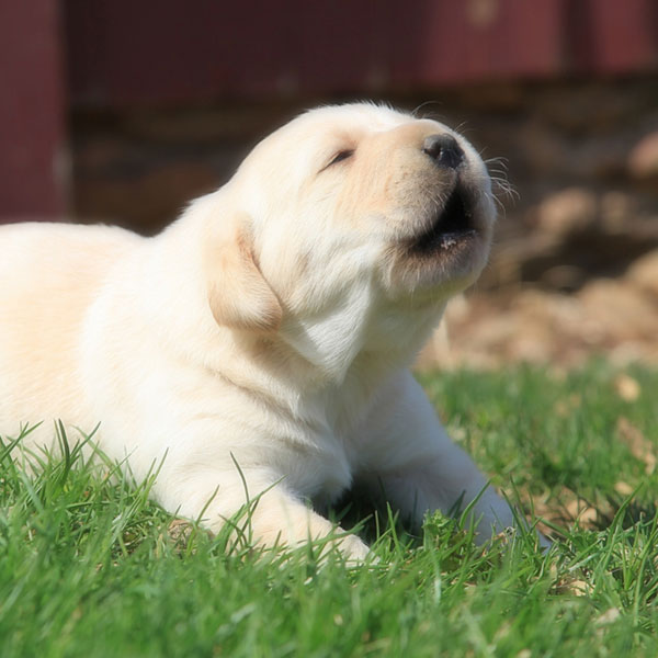 Why do dogs howl?