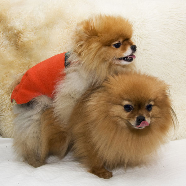 Why Do Female Dogs Hump?