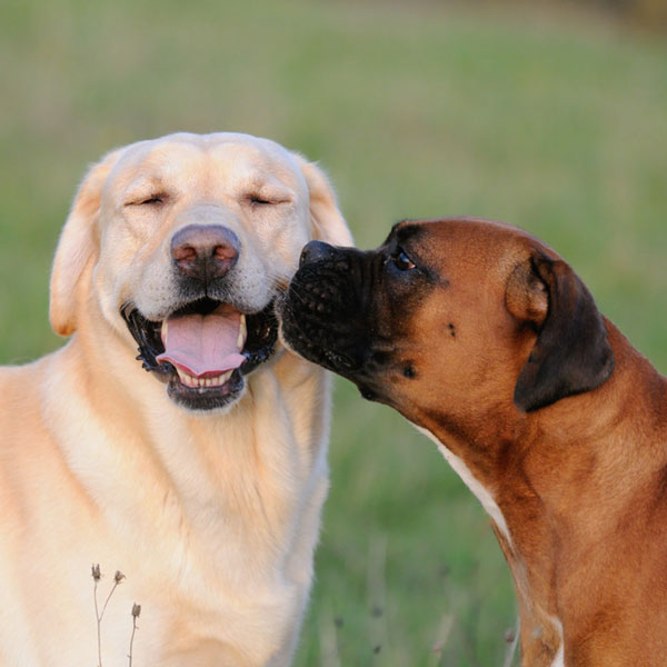 why do dogs hump other dogs why do dogs hump mypets101 breeds names dogs for sale with why do dogs hump other dogs why do dogs hump mypets101 breeds names dogs for sale with