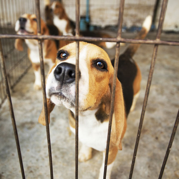 puppy mills in nc puppy mills dogster puppy mills in nc puppy mills dogster