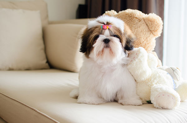 Cute Shih Tzu puppy on a couch.