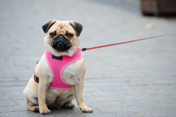 (<a href="http://www.shutterstock.com/pic-165385811/stock-photo-pug-with-red-vest.html?src=gpk3Ss22etYrwbb5cw-6qA-1-1">Pug on a leash</a> by Shutterstock)
