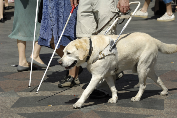 A Guide Dog helps his handler cross the street. Image via Shutterstock