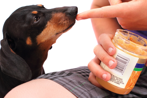 A dog sniffs out peanut butter. Image via Shutterstock. 
