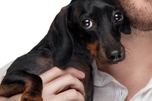 why are dogs scared of thunder is your scared of thunder 6 tips for soothing him why are dogs scared of thunder is your scared of thunder 6 tips for soothing him