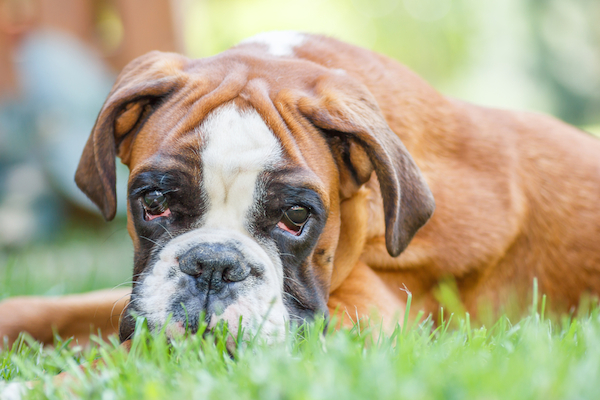 A boxer lying in the grass.