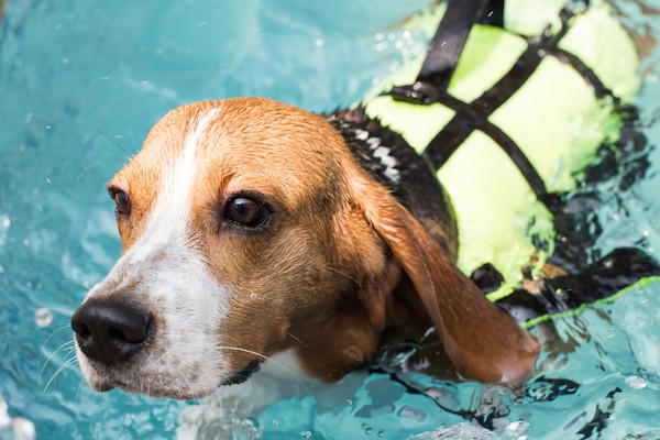 A beagle swimming, wearing a personal flotation device.
