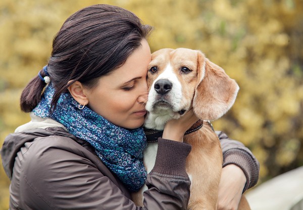 A beagle getting hugged by a human.