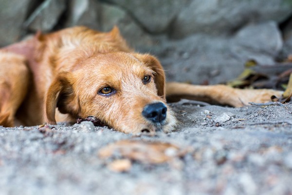 An abandoned dog. 